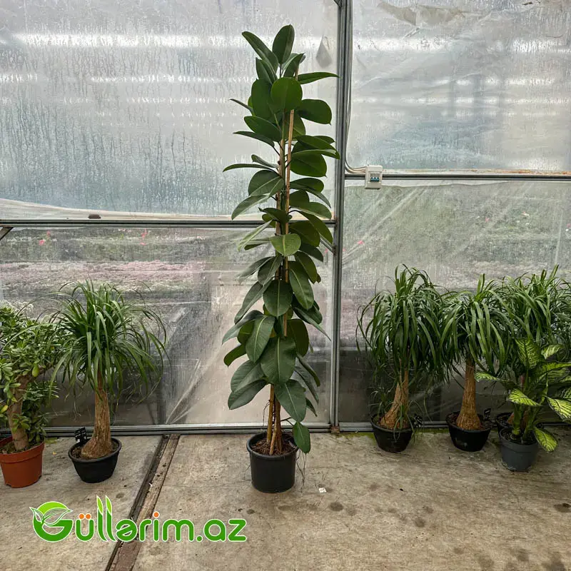 Fikus Robusta / Kauchuklu Fikus (Ficus elastica 'Robusta')