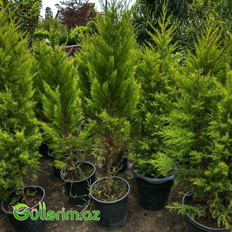 Limon Sərvi (Cupressus macrocarpa 'Goldcrest')