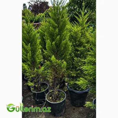 Limon Sərvi (Cupressus macrocarpa 'Goldcrest')