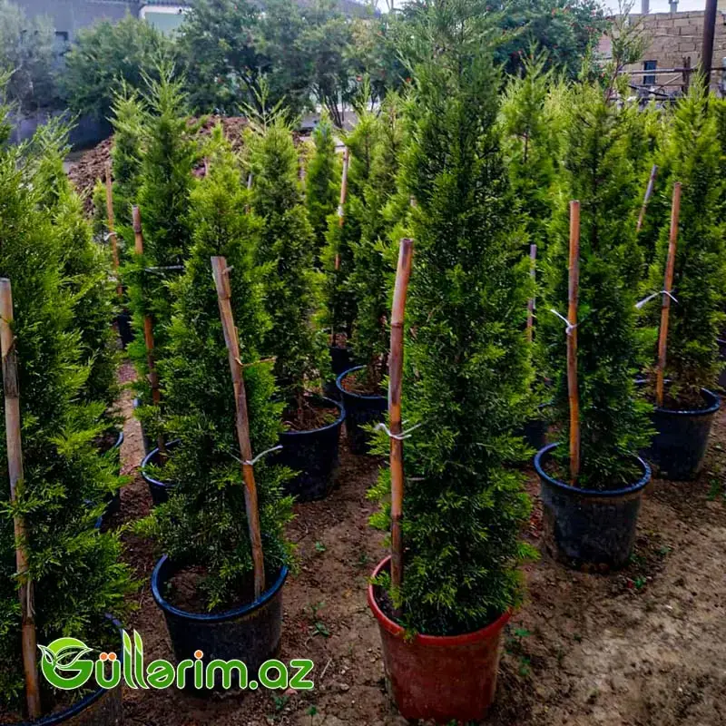 Leyland Sərvidir (Cupressocyparis leylandii)