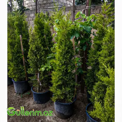 Leyland Sərvidir (Cupressocyparis leylandii)