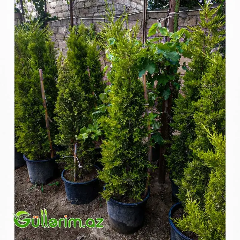 Leyland Sərvidir (Cupressocyparis leylandii)
