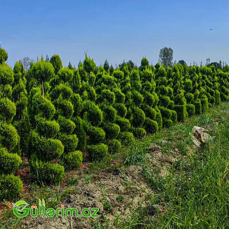 Spiral Leyland Sərvi (Cupressocyparis leylandii "Spiral")
