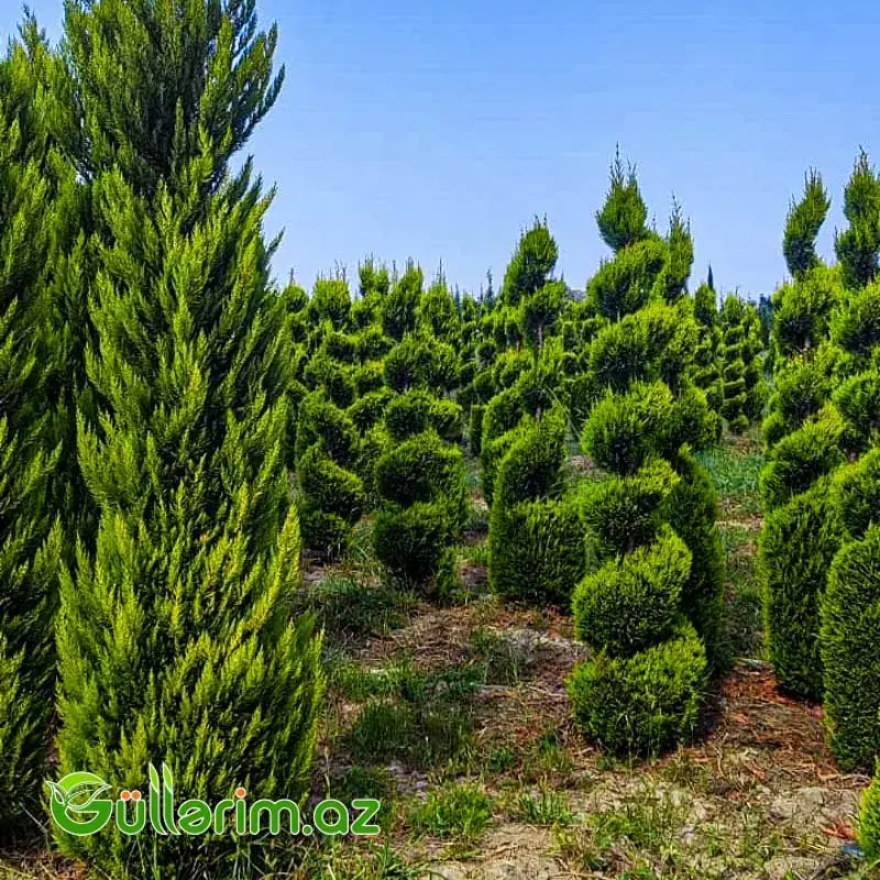 Spiral Leyland Sərvi (Cupressocyparis leylandii "Spiral")