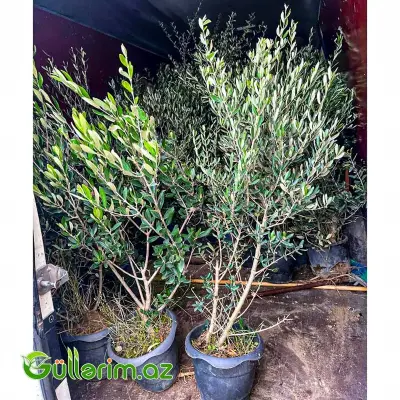 Zeytun Ağacı (Olea europaea)