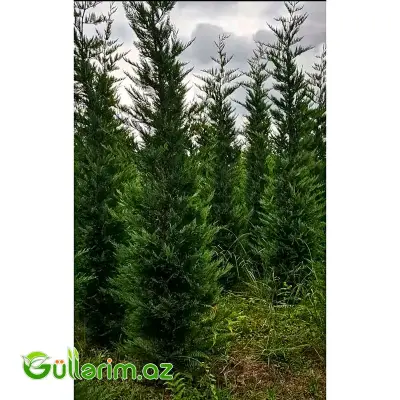 Leyland Sərvi (Cupressocyparis leylandii)