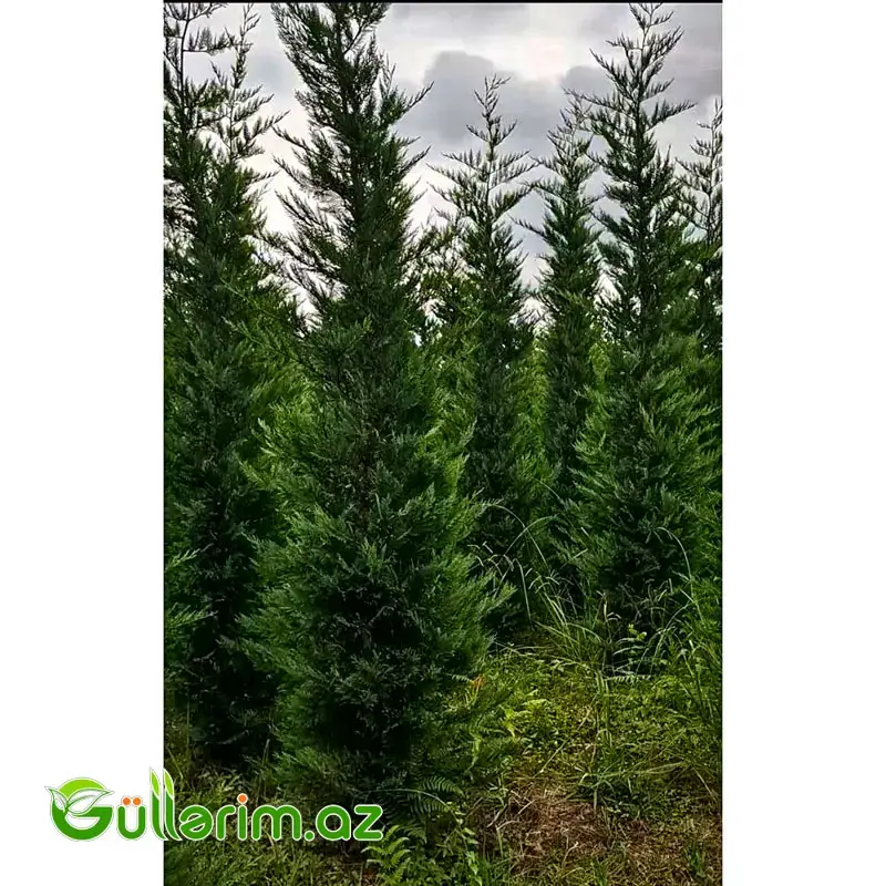 Leyland Sərvi (Cupressocyparis leylandii)