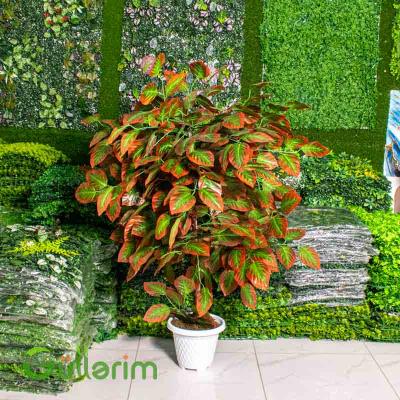 Süni Kroton (Croton) Bitkisi