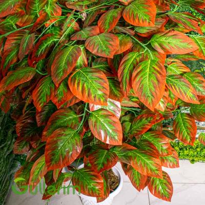 Süni Kroton (Croton) Bitkisi