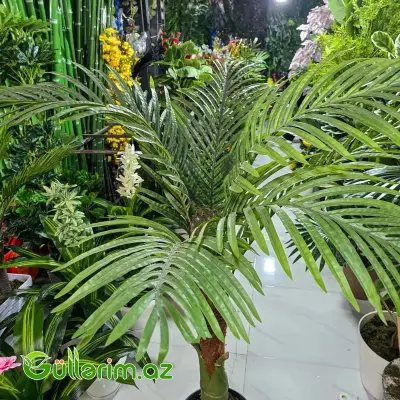 reka Palması (Areca Palm)