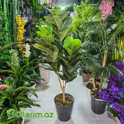 Fikus Lirata (Ficus Lyrata)