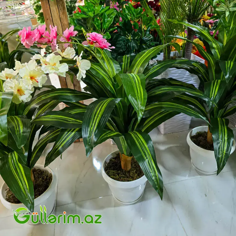 Drasena (Dracaena / Dəmir ağacı)