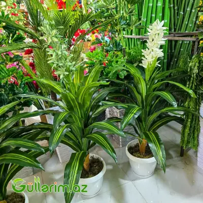 Drasena (Dracaena / Dəmir ağacı)