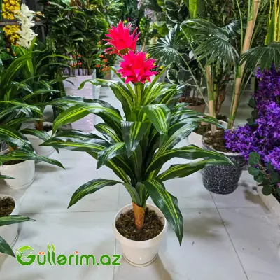 Drasena (Dracaena / Dəmir ağacı)