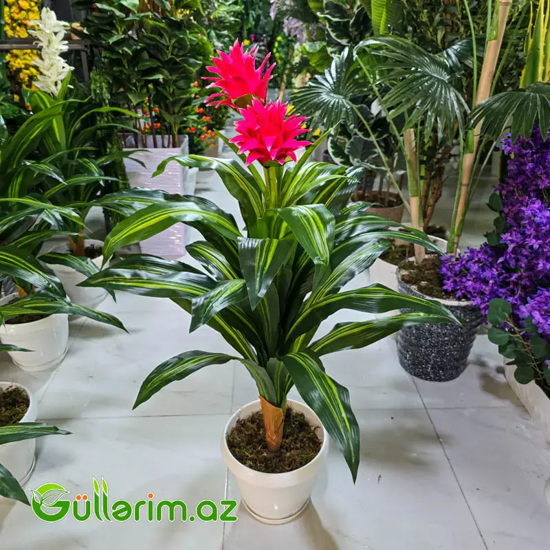 Drasena (Dracaena / Dəmir ağacı)
