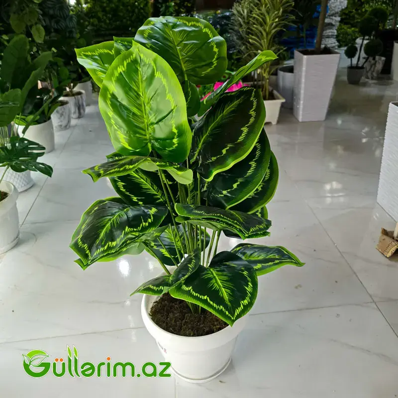 Süni Kalateya (Calathea)