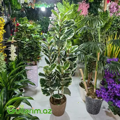 Fikus Kauçuk (Ficus Elastica Variegata)