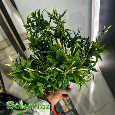 Süni Jasmin (Yasəmən)