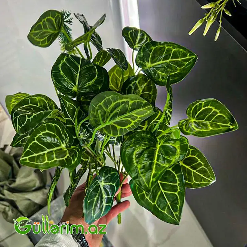 Süni Kaladium (Caladium) Budağı