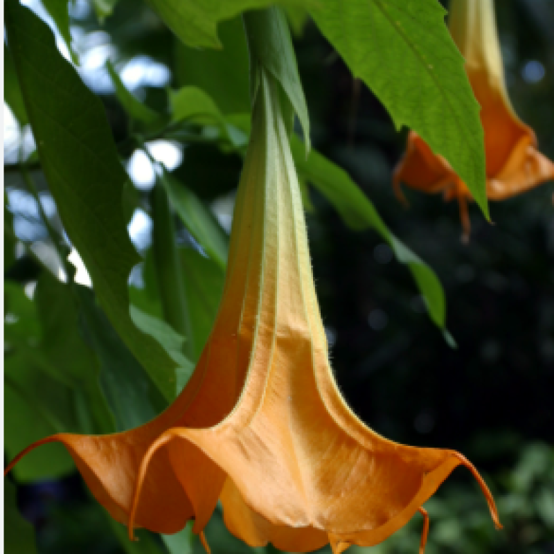 Bruqmansiya / "Mələk Borusu" (Brugmansia)