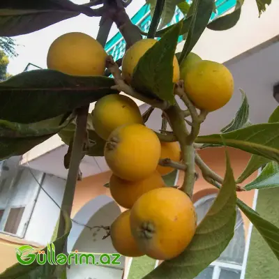 Yaponiya əzgili