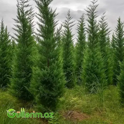 Leyland Sərvi (Cupressocyparis leylandii)