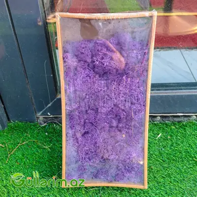 Mox bənövşəyi (Moss təbii dekorativ yosun)