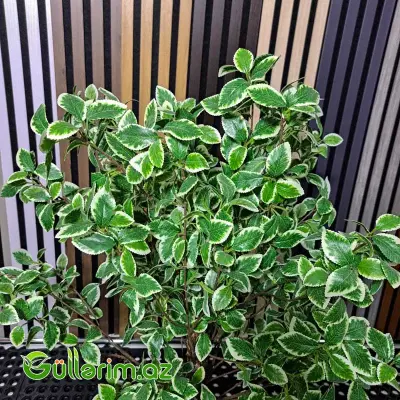 Süni Fikus Benjamina