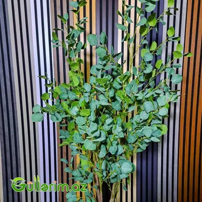 Süni Evkalipt Ağacı