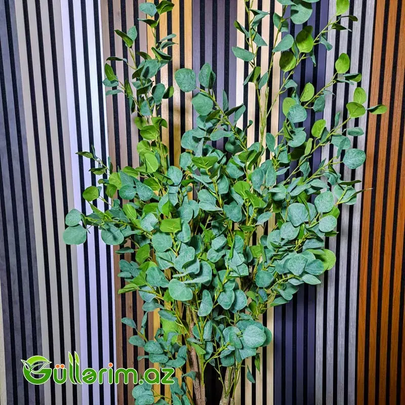 Süni Evkalipt Ağacı