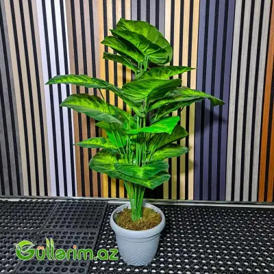 Süni Dieffenbachia (Diffenbaxiya)