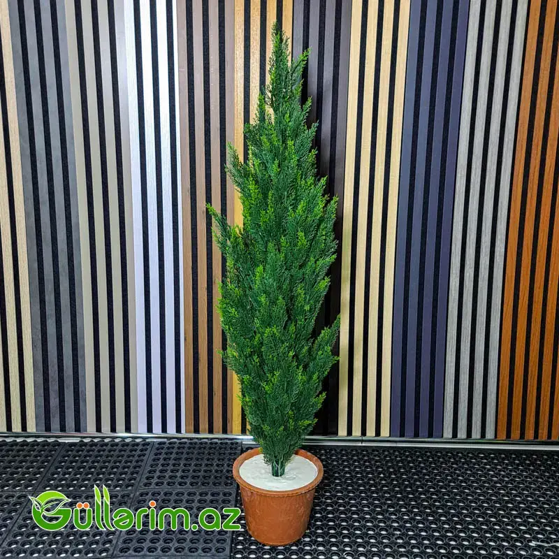 Süni Sərv (Kiparis) Bitkisi