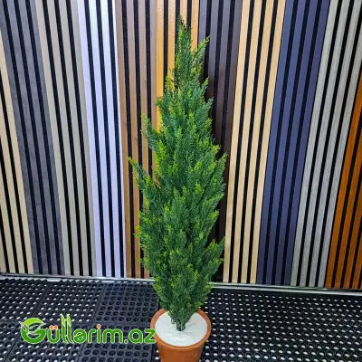 Süni Sərv (Kiparis) Bitkisi