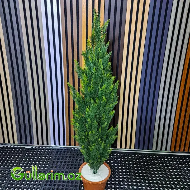 Süni Sərv (Kiparis) Bitkisi