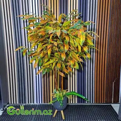 Süni Kroton Bitkisi