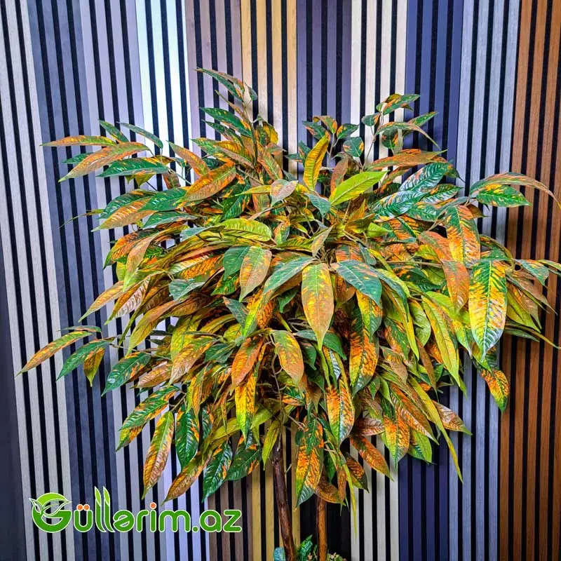 Süni Kroton Bitkisi