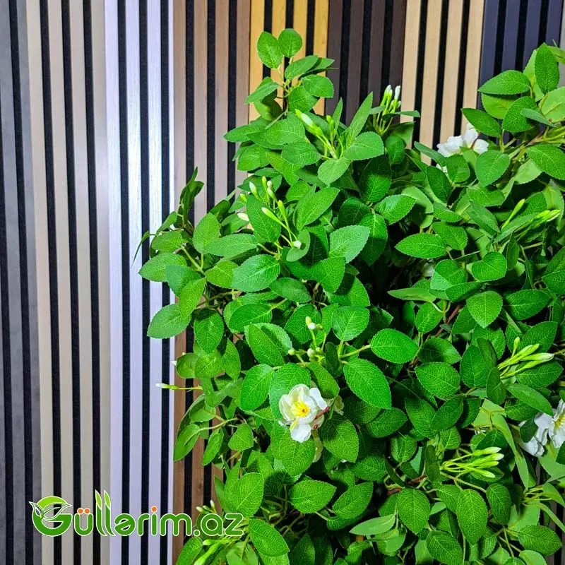 Süni Arap Yasemini (Jasminum sambac)