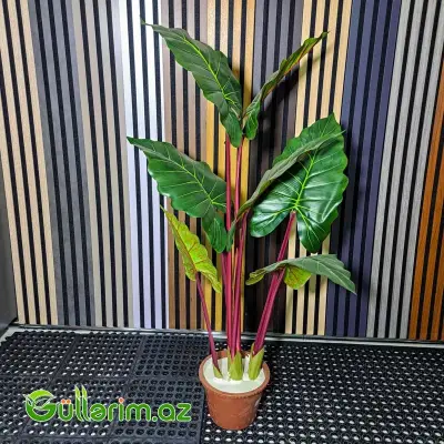 Süni Alocasia polly (African Mask Plant)