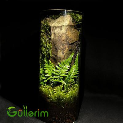 Orman Divarı Terrariumu