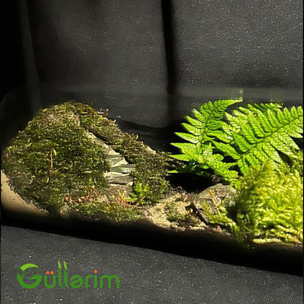 Təbiət Terrariumu