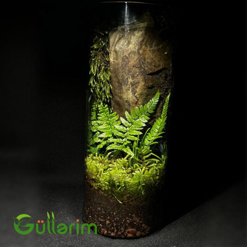 Orman Divarı Terrariumu