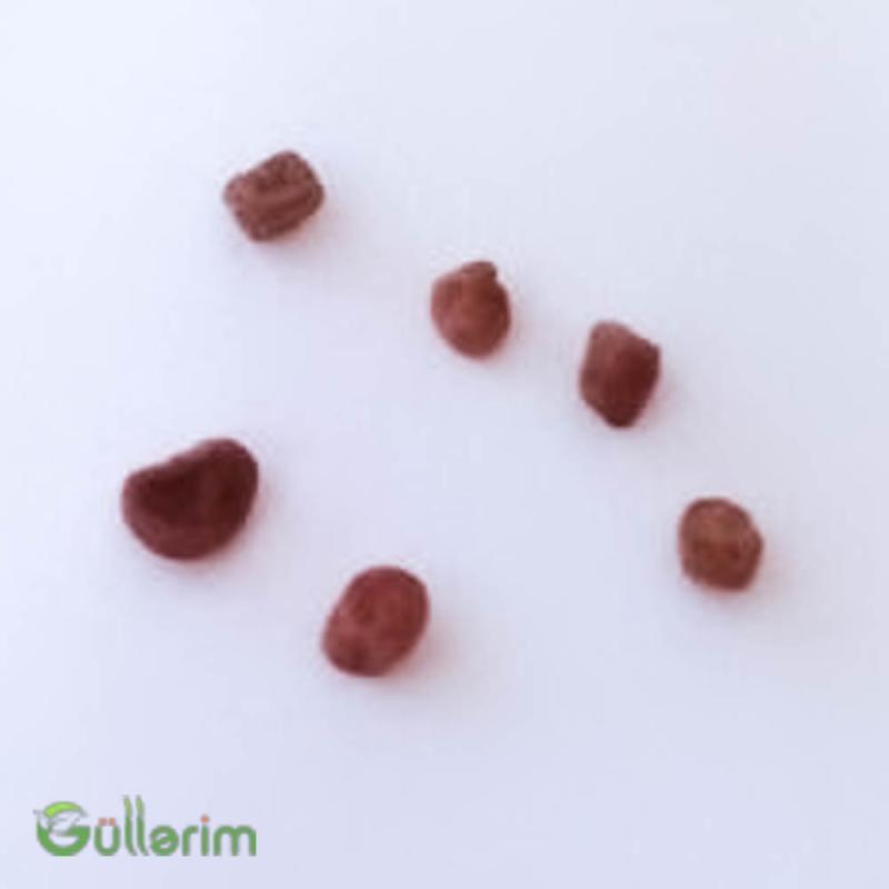 Siklamen (Cyclamen)