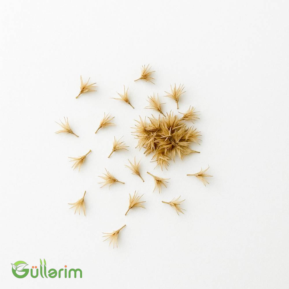 Qaylardiya - (Gaillardia)