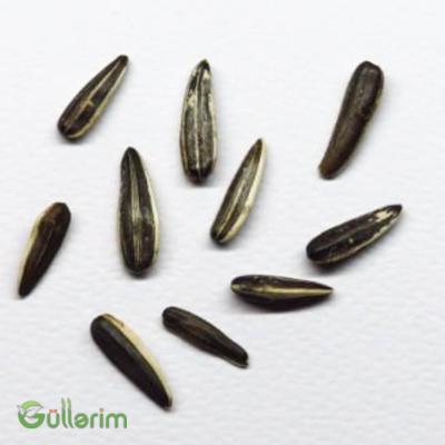 Helianthus (Bəzəkli Günəbaxan)