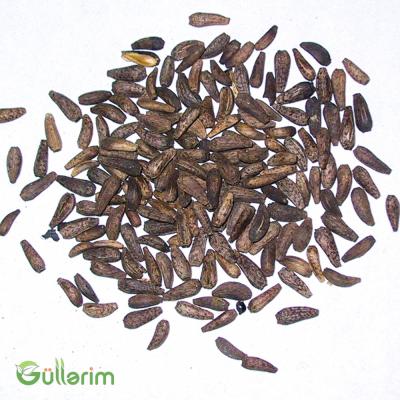 İpomeya Kvamoklit (Ipomoea quamoclit)
