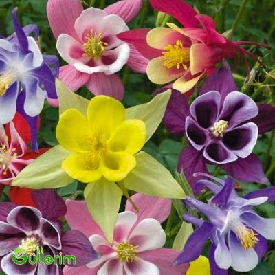 Akvilegiya (Aquilegia vulgaris)