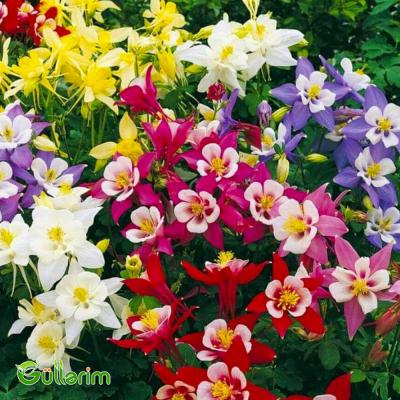 Akvilegiya (Aquilegia vulgaris)