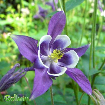 Akvilegiya (Aquilegia vulgaris)