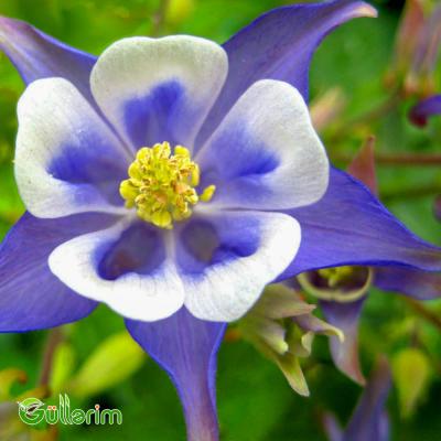 Akvilegiya (Aquilegia vulgaris)