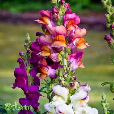 Aslan qızı (Antirrhinum majus)